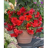 Бегонія ампельна Червона