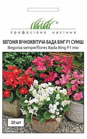 Бегонія Бада Бінг F1 суміш 