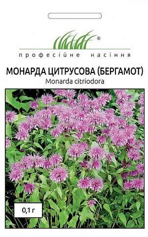 Бергамот (Монарда) 