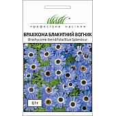 Брахикома Голубой огонек 