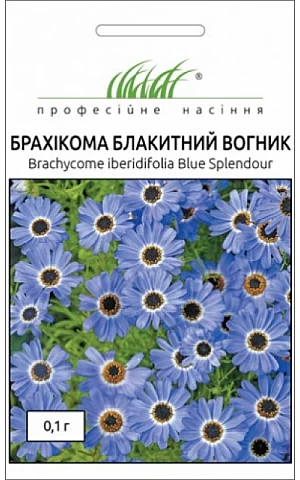 Брахикома Голубой огонек 