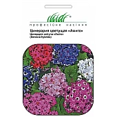 Цинерария Амиго смесь 