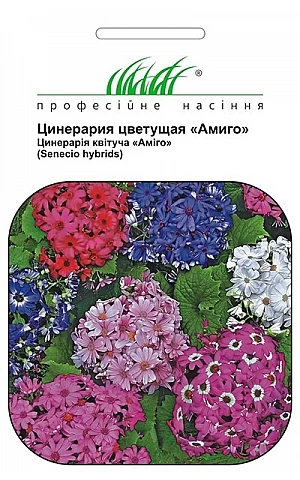 Цинерария Амиго смесь 