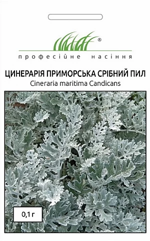 Цинерария Серебряная пыль 