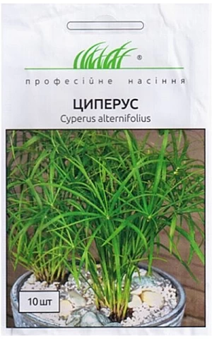 Циперус 