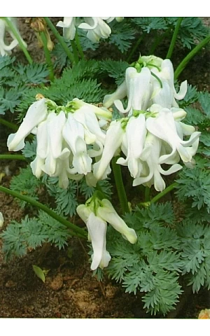 Dicentra formosa Aurora