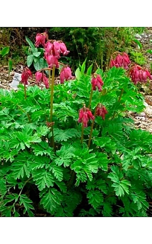 Dicentra formosa Bacchanal