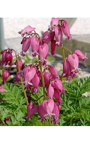 Дицентра formosa Luxuriant (Формоса Люксоріант) Розбита серце