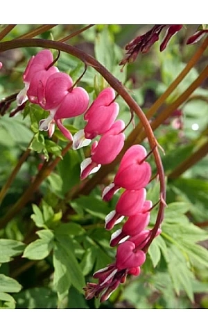 Дицентра Rose (Роуз) Розбита серце