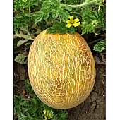 Дыня Ананас (Ananas)  UG