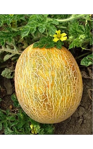 Дыня Ананас (Ananas)  UG