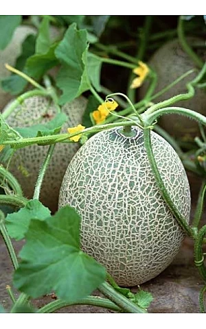 Дыня Ман  Syngenta