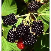 ожина Бжезіна