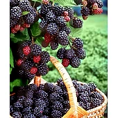 ожина Честер