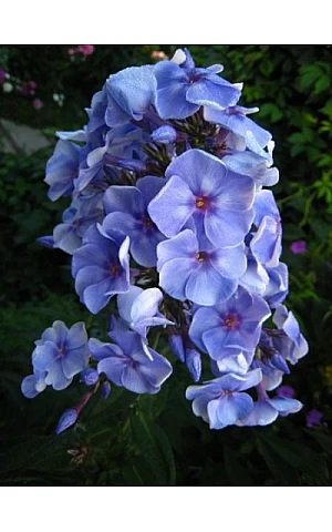 Флокс Blue Boy