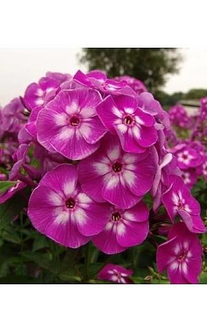 Флокс Лаура (Флокс)