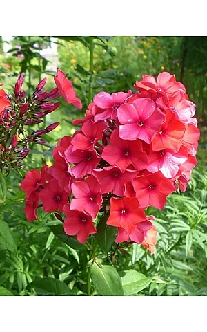 Флокс апельсиновий