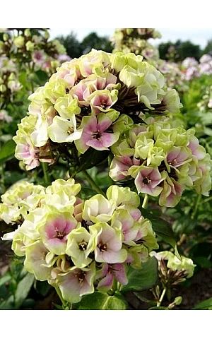Флокс Sherbet Blend (Шербет Бленд)