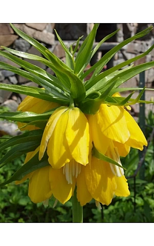 Фрітіллярія Царська корона Lutea