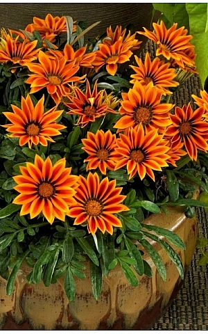 Газанія жостколистна Big Kiss Orange Flame