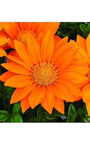 Газанія жостколистна Gazoo Clear Orange