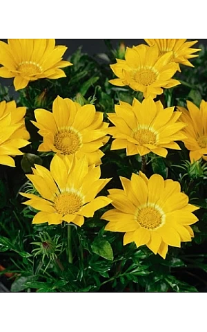 Газанія жостколистна Gazoo Clear Yellow