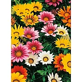 Газанія жостколистна Gazoo Mix