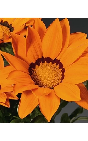 Газанія жостколистна Gazoo Orange with Ring
