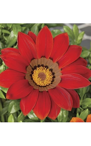 Газанія жостколистна Gazoo Red with Ring