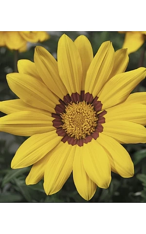 Газанія жостколистна Gazoo Yellow with Ring