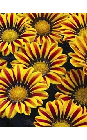 Газанія жостколистна Kiss Yellow Flame
