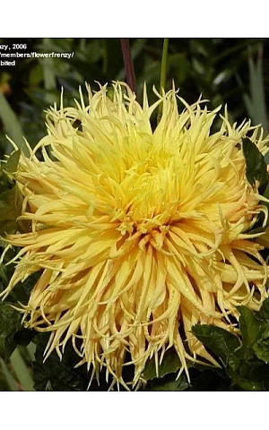 Georgina fimbriata Encore