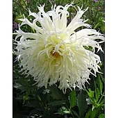 Георгина фимбриата Tsuki Yori No Shisha