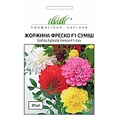 Георгина Фреско F1 (Fresco F1) смесь 