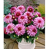 Georgina Gallery Сальвадор