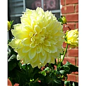 Георгина гигантская Kelvin Floodlight