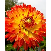 Георгина гигантская Procyon