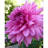 Георгіна гігантська Rosela