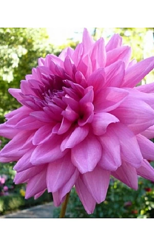 Георгина гигантская Rosela