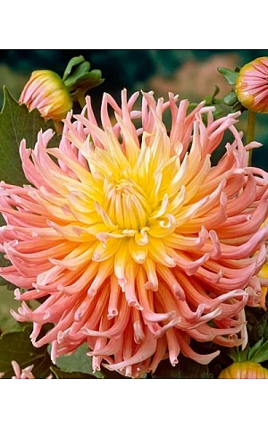 Георгина кактусовая Apricot Star