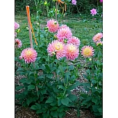 Георгіна кактусова Fringed Star