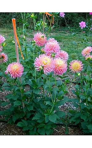 Георгина кактусовая Fringed Star