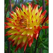 Георгина кактусовая Isadora