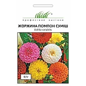 Георгина Помпон смесь 