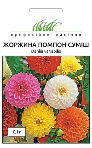Георгина Помпон смесь 