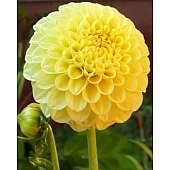Георгіна помпонная Deepest Yellow