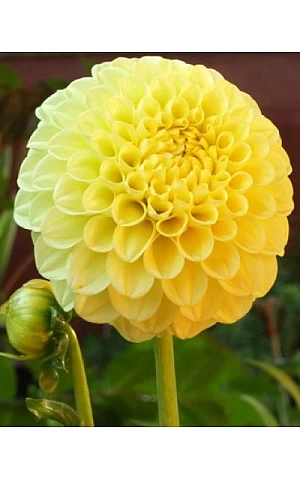 Георгина помпонная Deepest Yellow