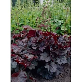 Гейхера Micrantha Palace Purple (Микранта Пелас Перпл)