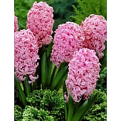 Гіацинт Анна Марі