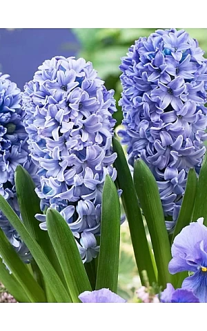 Гиацинт Delft Blue